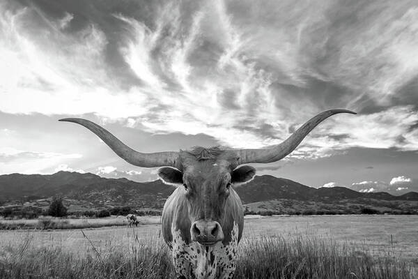 Cow Art Print featuring the photograph Heber Valley Longhorn by Johnny Adolphson