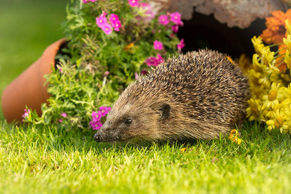 Grass Art Print featuring the photograph Hedgehog, wild, native, European hedgehog in natural garden habitat. On green grass lawn with potted plants. Facing left. by Anne Coatesy