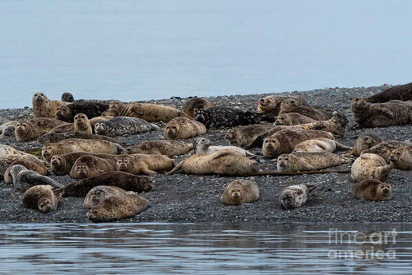 National Wildlife Refuge Art Print featuring the photograph Hello Harbor Seals by Nancy Gleason