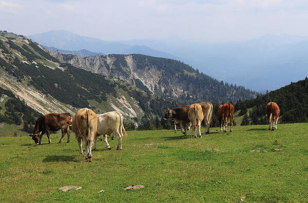 Hochkar Art Print featuring the photograph Herd of Pinzgauer cattle grazes on the Hochkar mountain with an incredible and soothing view of the rest of the Austrian Alps. Organic product, the freshest and highest quality milk. by Vaclav Sonnek