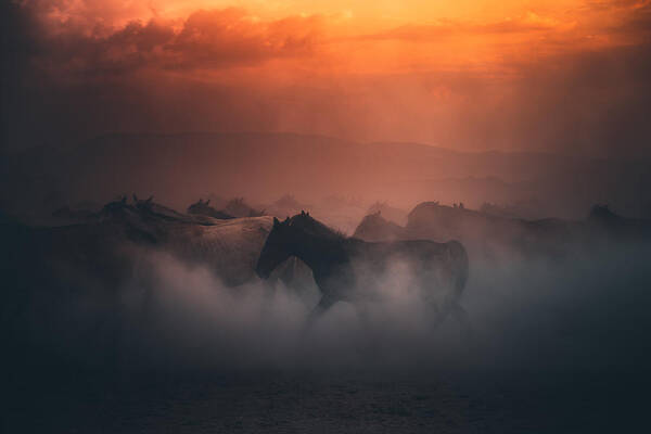 Horse Art Print featuring the photograph Herd of wild horses running gallop in dust at sunset time by Serts