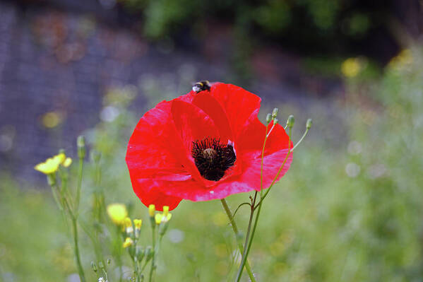 Wirral Art Print featuring the photograph HESWALL. Wirral Country Park. Poppy In The Grass. by Lachlan Main