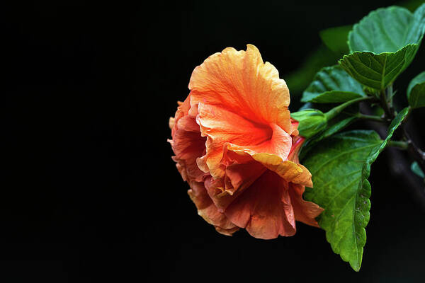 Hibiscus Art Print featuring the photograph Hibiscus 2020-1 by Thomas Young