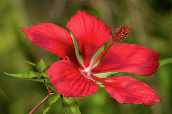 Floral Art Print featuring the photograph Hibiscus by Cindy Robinson