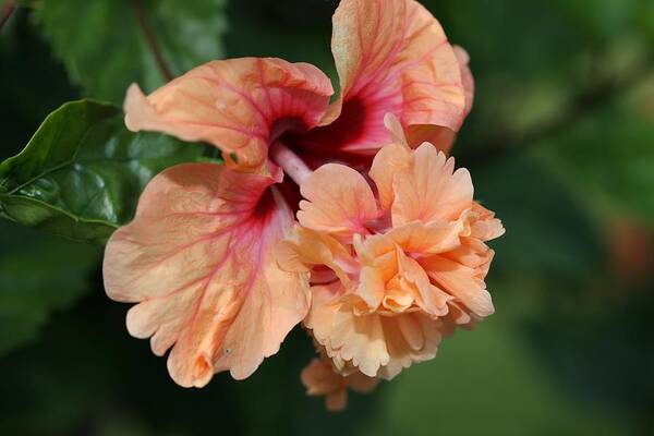 Hibiscus Art Print featuring the photograph Hibiscus by Mingming Jiang