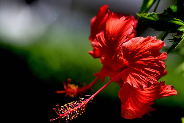 Tropical Art Print featuring the photograph Hibiscus Shoots by Montez Kerr