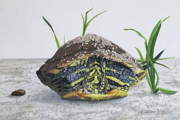 Turtle Art Print featuring the painting Hiding In by Heather E Harman