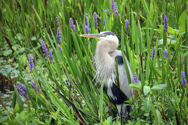 Ardea Herodias Art Print featuring the photograph Hiding in the Pickerelweed by Robert Carter