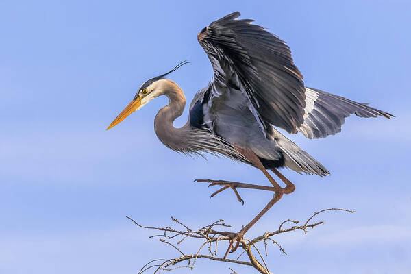 Great Blue Heron Art Print featuring the photograph High Steppin' by Jim Miller