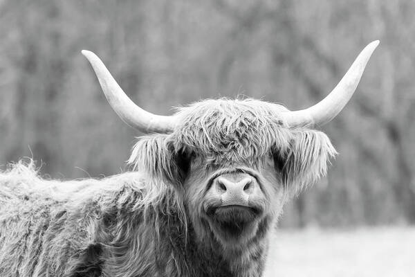 Cow Art Print featuring the photograph Highland Coo by Holly Ross