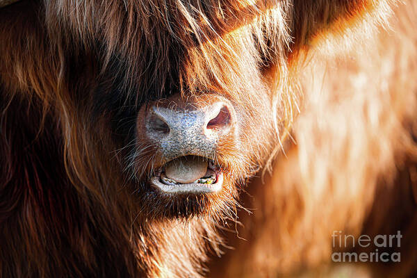 Highland Cattle Art Print featuring the photograph Highland cow face close up with open mouth by Simon Bratt