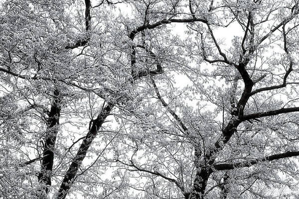 Winter Art Print featuring the photograph Hoarfrost on Branches by Maria Meester