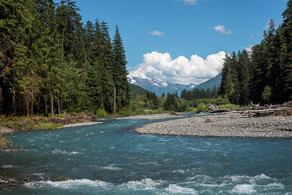 Forest Art Print featuring the photograph Hoh River Rapids by Robert Potts
