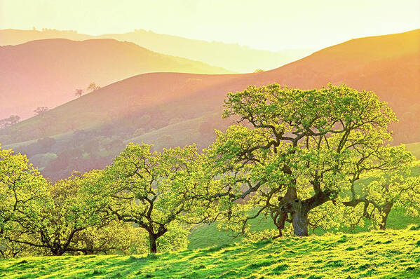 Sunset Art Print featuring the photograph California Oaks in Spring by Saxon Holt