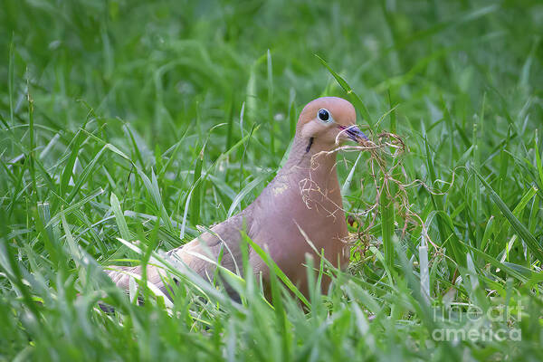 Dove Art Print featuring the photograph Home Building Dove by Chris Scroggins