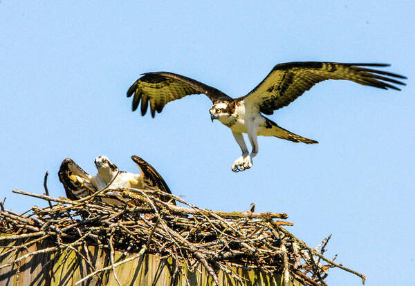 Ospreys Art Print featuring the photograph Honey, I'm Home by Addison Likins