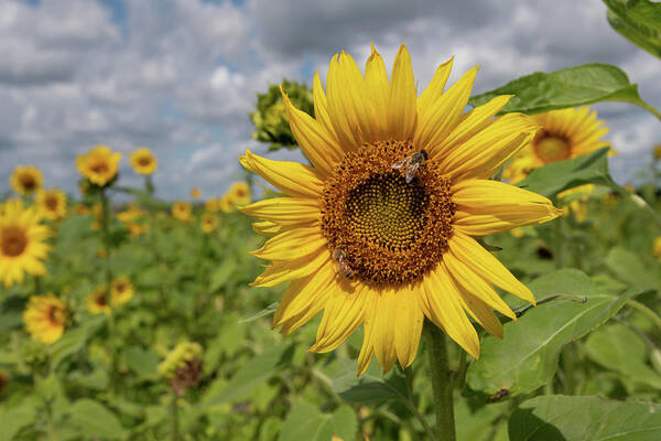 Sunflower Art Print featuring the photograph Honeybee on Sunflower by Carolyn Hutchins