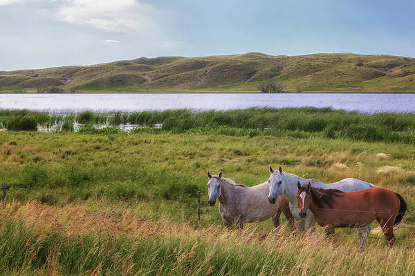 Horses Art Print featuring the photograph Horses at Beem Lake - Sandhills Journey by Susan Rissi Tregoning