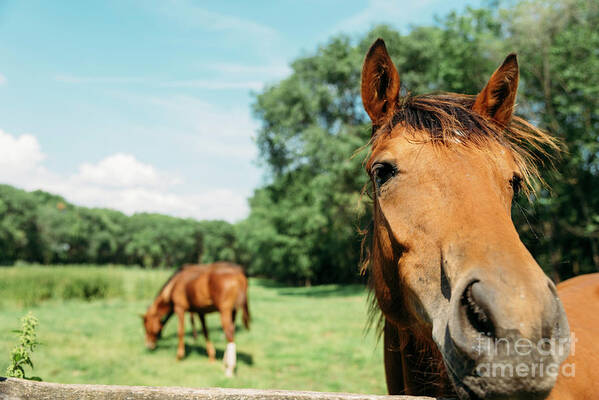 Horse Art Print featuring the photograph Horses in field by Jelena Jovanovic