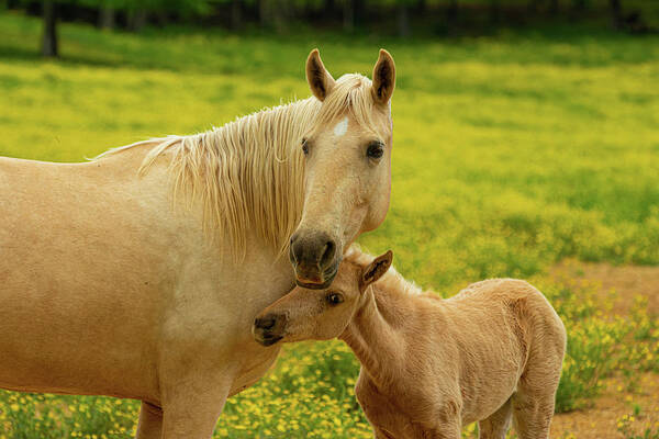 Horse Art Print featuring the photograph Hugging momma by Jamie Tyler