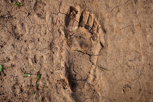 Famine Art Print featuring the photograph Human footprint in the East-African desert (Malawi) by Guido Dingemans, De Eindredactie