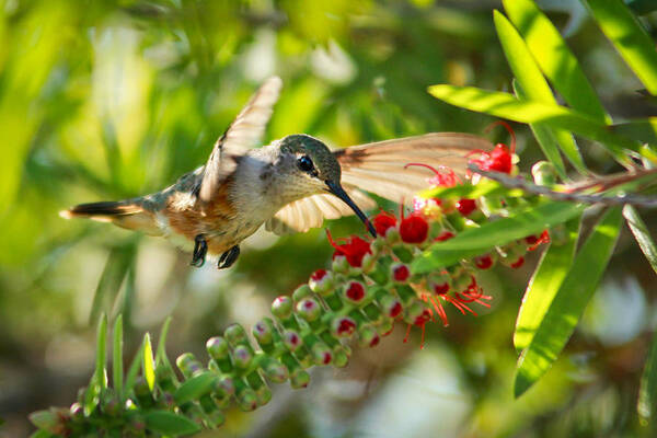 Humming Bird Art Print featuring the photograph Humming Bird in Tree by Montez Kerr