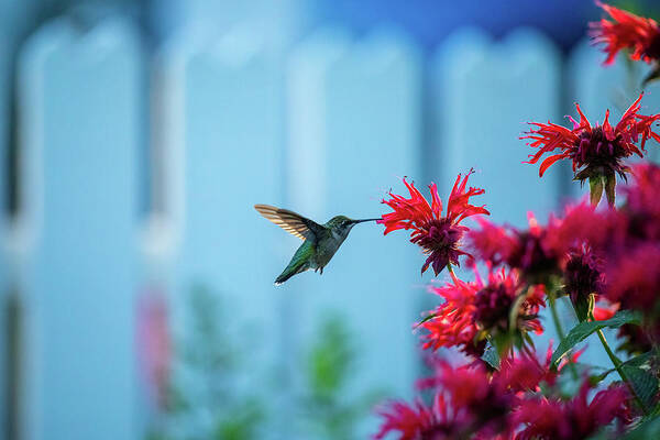 Monarda Didyma Art Print featuring the photograph Hummingbird and Red Bee Balm II by Rachel Morrison