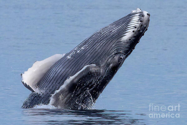 Humpback Whale Eye Art Print featuring the photograph Humpback Breach Eyes Open by Loriannah Hespe