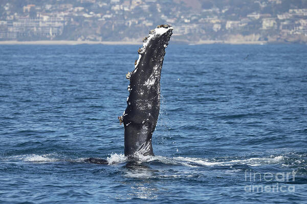 Humpback Whale Art Print featuring the photograph Humpback Whale Pectoral Fin by Loriannah Hespe