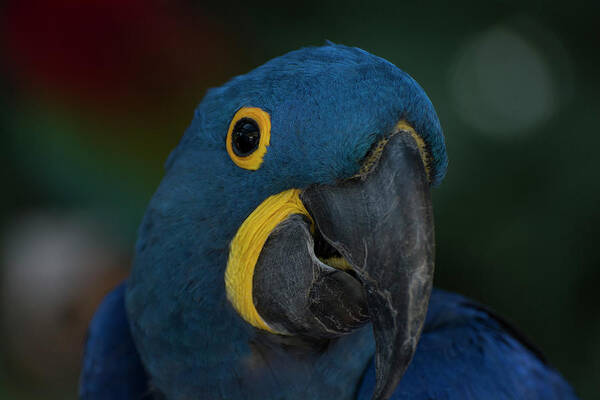 Bird Art Print featuring the photograph Hyacinth Macaw by Carolyn Hutchins