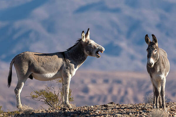 Wild Burros Art Print featuring the photograph I told you by Mary Hone