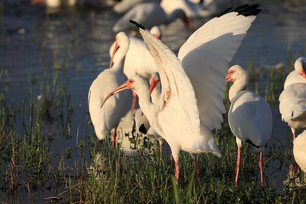 White Ibises Art Print featuring the photograph Ibises Bathing in the Early Morning Sun by Mingming Jiang