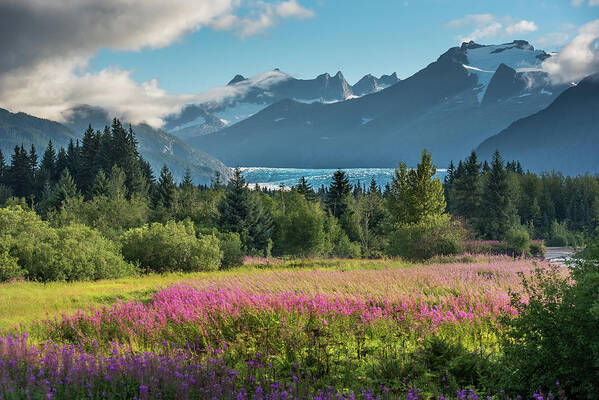 Fireweed Art Print featuring the photograph Ice over Fireweed by David Kirby