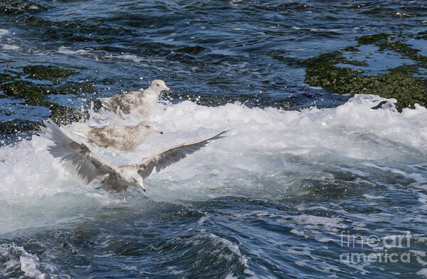 Iceland Gulls Art Print featuring the photograph Iceland Gulls by Eva Lechner