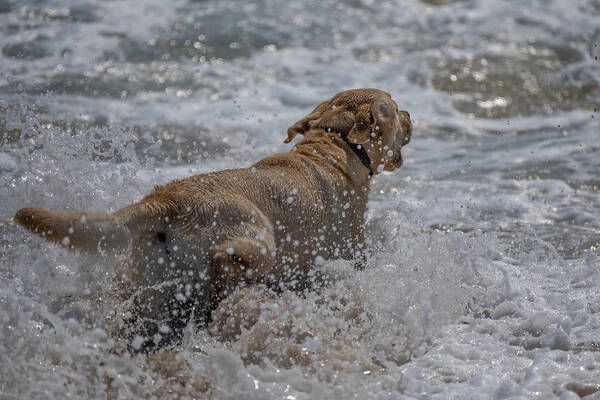 Summer Art Print featuring the photograph If Dogs Experience Joy by Linda Bonaccorsi