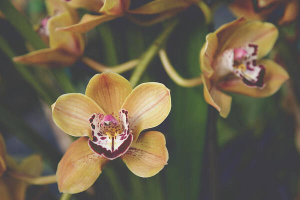 Orchids Art Print featuring the photograph I'll Lead by Laurie Search