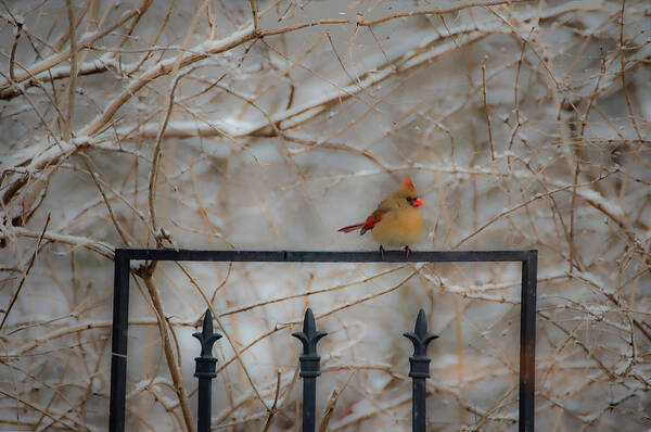 Cardinal Art Print featuring the photograph I'm Here Where Are You by Diane Lindon Coy