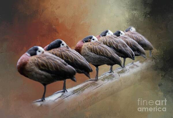 White-faced Whistling Ducks Art Print featuring the photograph In a Row by Eva Lechner