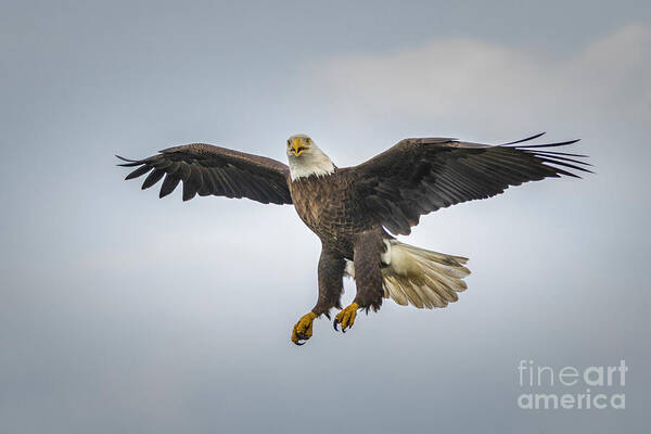 Eagle Art Print featuring the photograph In Flight Eagle with Open Mouth by Tom Claud