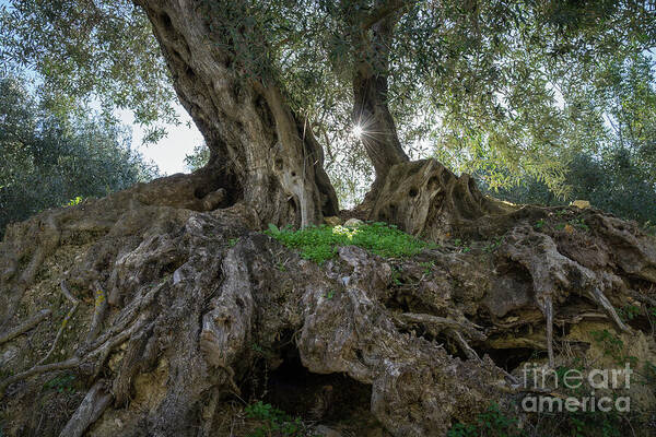 Olive Art Print featuring the photograph In the shade of the olive tree by Adriana Mueller