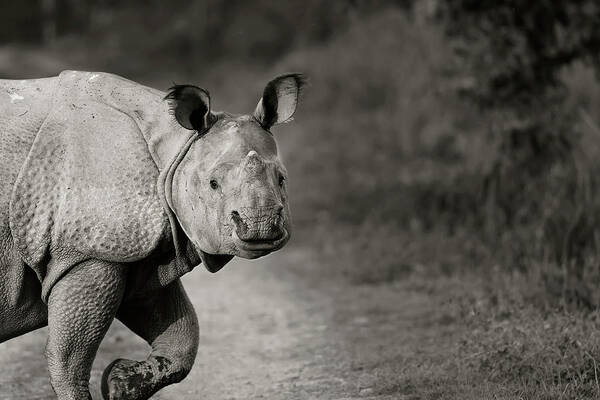 Indian Rhinoceros Art Print featuring the photograph Gentle Gaze by Puttaswamy Ravishankar