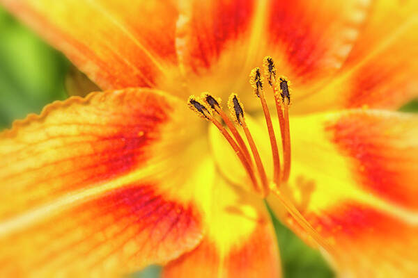 Tiger Lilly Art Print featuring the photograph Intimate Lily Detail by Bob Decker