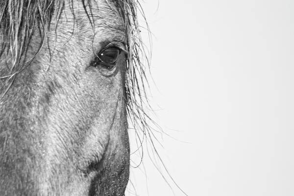 Wild Art Print featuring the photograph Intimate Wild Horse Portrait - North Carolina Outer Banks by Bob Decker