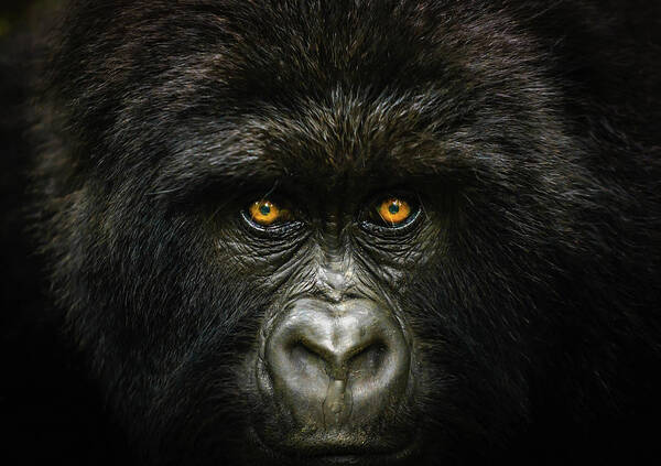 National Geographic Art Print featuring the photograph Into The Congo by Daniel Burton