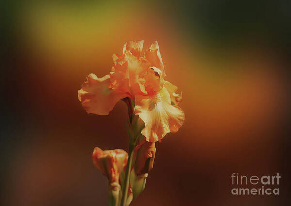 Iris Art Print featuring the photograph Iris by Jim Hatch