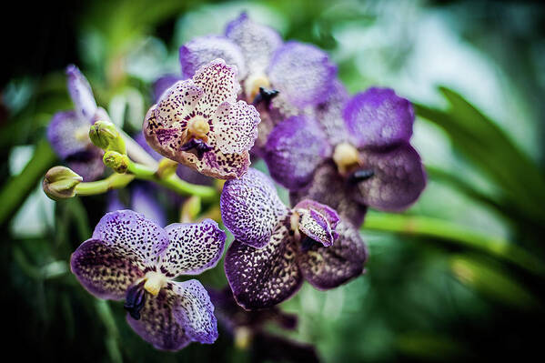 3x2 Art Print featuring the photograph Iris by Mark Llewellyn