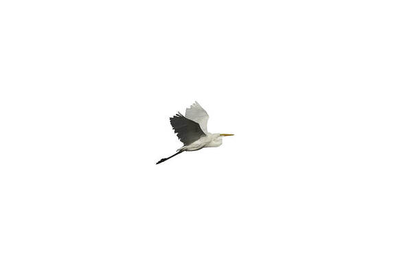 Great Egret Art Print featuring the photograph Isolated Great Egret 2016 by Thomas Young