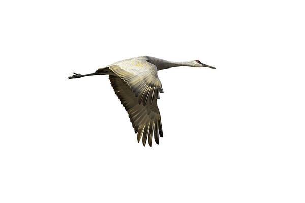Sandhill Crane Art Print featuring the photograph Isolated Sandhill Crane 1-2021 by Thomas Young