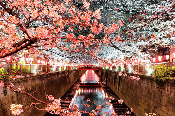 Japan Art Print featuring the photograph Japan Rising Sun Collection - Meguro River Cherry Blossom I V by Philippe HUGONNARD
