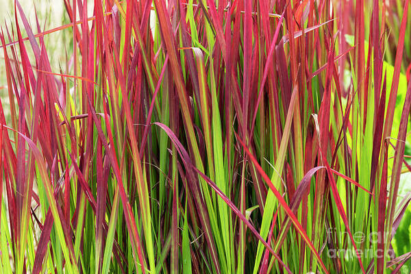 Japanese Blood Grass Art Print featuring the photograph Japanese Blood Grass by Tim Gainey